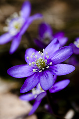 Image showing hepatica