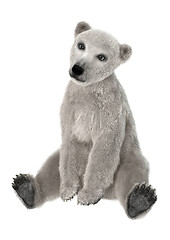 Image showing Baby Polar Bear