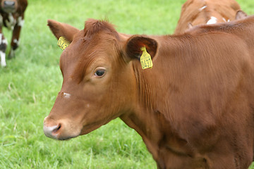 Image showing Calf