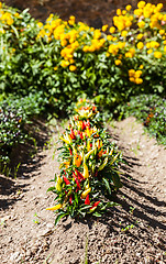 Image showing Hot peppers plant