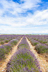 Image showing Lavander field