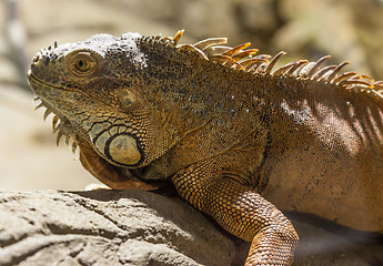 Image showing Green Iguana