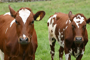 Image showing calves