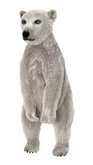 Image showing Polar Bear