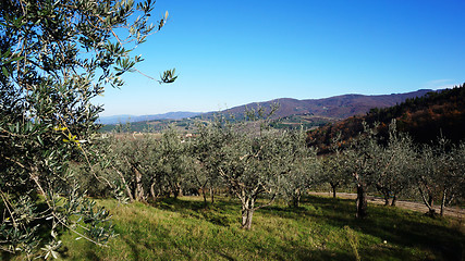 Image showing Olive oil tree		