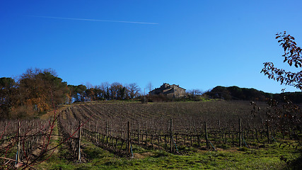 Image showing Wineyard in the winter 