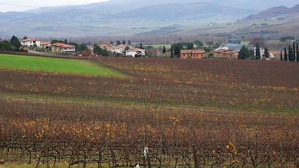 Image showing Wineyard in the winter 		