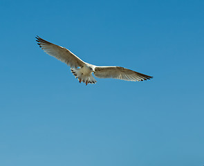 Image showing Herring Gull