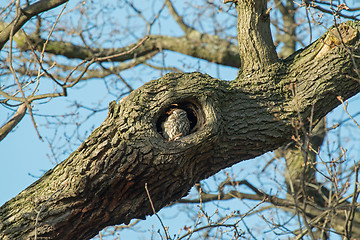 Image showing Little Owl Roosting