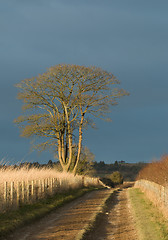 Image showing Afternoon Sun and Cloud