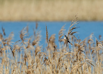 Image showing Bearded Tit Male