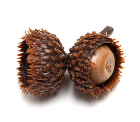 Image showing Acorn on white background. Close-up view. 