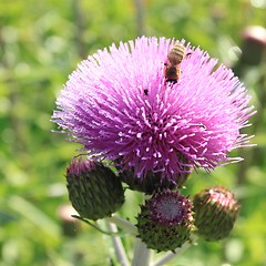 Image showing Thistle flower