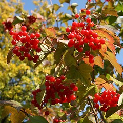 Image showing Nature in Poland