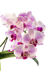 Image showing Blooming pink orchid.