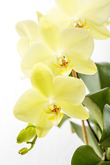 Image showing Yellow orchid (Phalaenopsis) close-up.