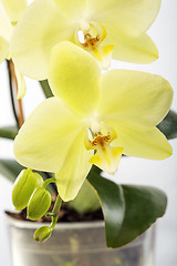 Image showing Blooming yellow orchid.