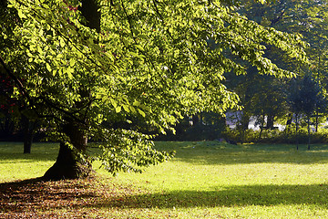 Image showing Autumnal trees  