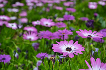 Image showing Pink daisy in focus