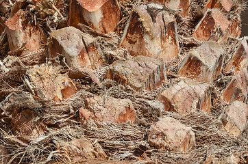 Image showing Palm tree trunk detail