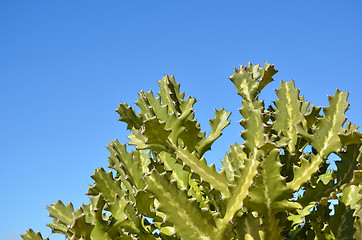 Image showing Sunlit cactus plant