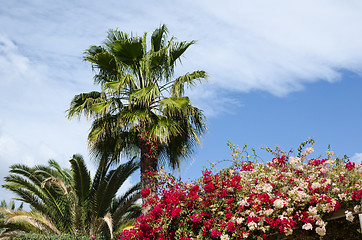 Image showing Tropical summer dream