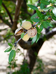 Image showing Almond Nuts Tree Farm Agriculture Food Production Orchard Califo