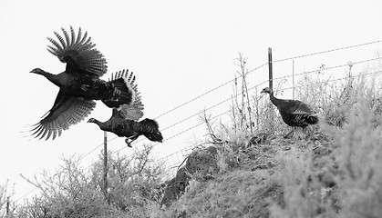 Image showing Pheasant Fly Attempting Escape Large Game Brid Winter Landscape