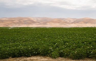 Image showing Lush Farm Field Plant Irrigation California Agriculture