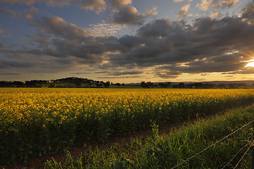 Image showing Rural counttryside landscape and golden canola