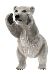 Image showing Baby Polar Bear