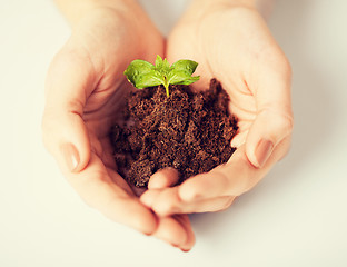 Image showing hands with green sprout and ground