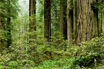 Image showing California redwoods