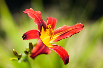 Image showing Red lily