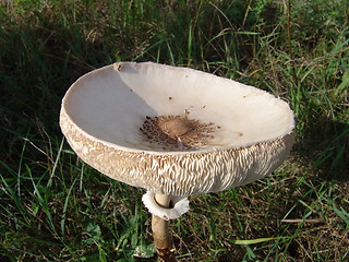 Image showing Mushroom