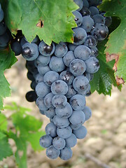 Image showing Grapes