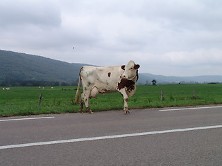 Image showing Cow