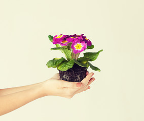 Image showing woman's hands holding flower in soil