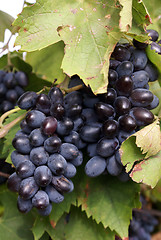 Image showing Grape