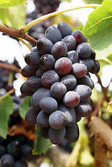 Image showing Sun and grape