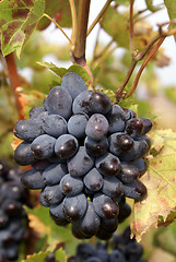 Image showing Grape and leaves