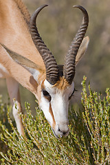 Image showing Springbok feeding