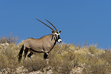 Image showing Gemsbok