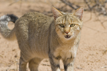 Image showing Wildcat