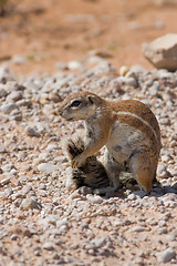 Image showing Squirrel Grooming