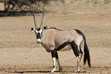 Image showing Gemsbok