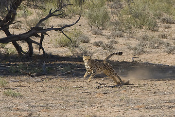 Image showing Cheetah Chase