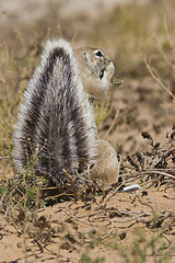 Image showing Feeding Squirrel