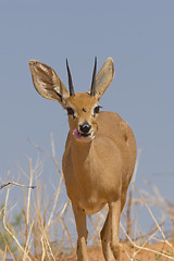 Image showing Steenbok Feeding