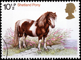 Image showing Shetland Pony